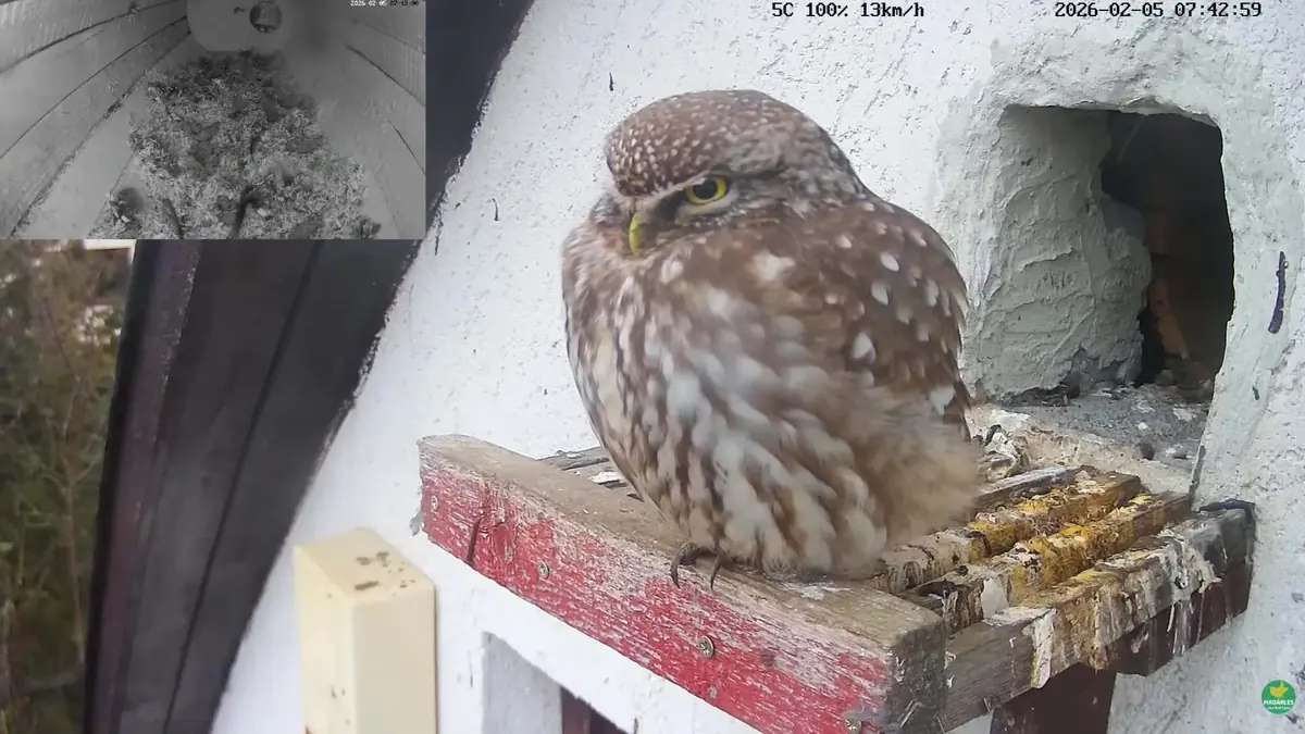 Little Owl Nest Live Camera - Tiszalök, Hungary