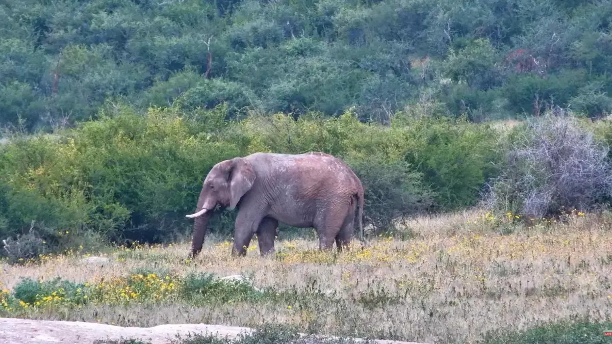 Tau Game Lodge Waterhole Live Camera - Madikwe