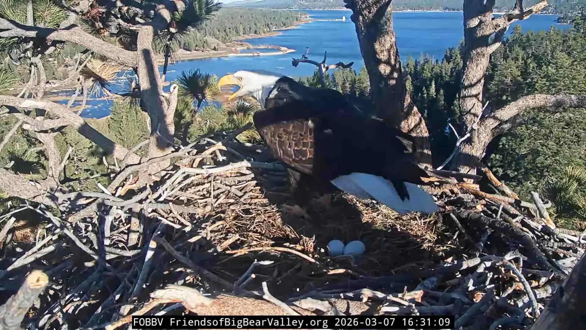 Bald Eagle Nest Live Camera San Bernardino Mountains USA