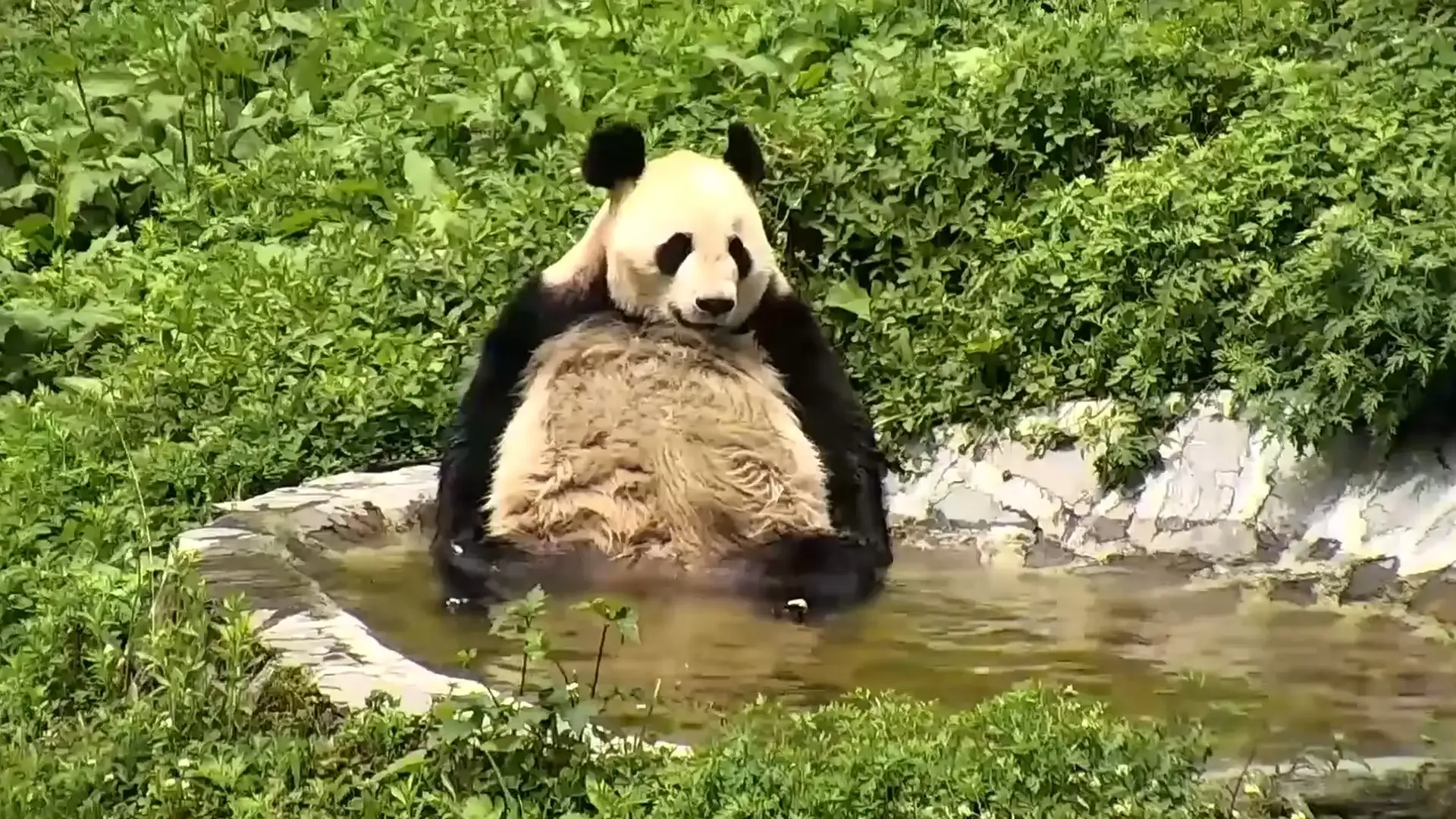 Giant Pandas Live Camera - Gengda Valley, Sichuan