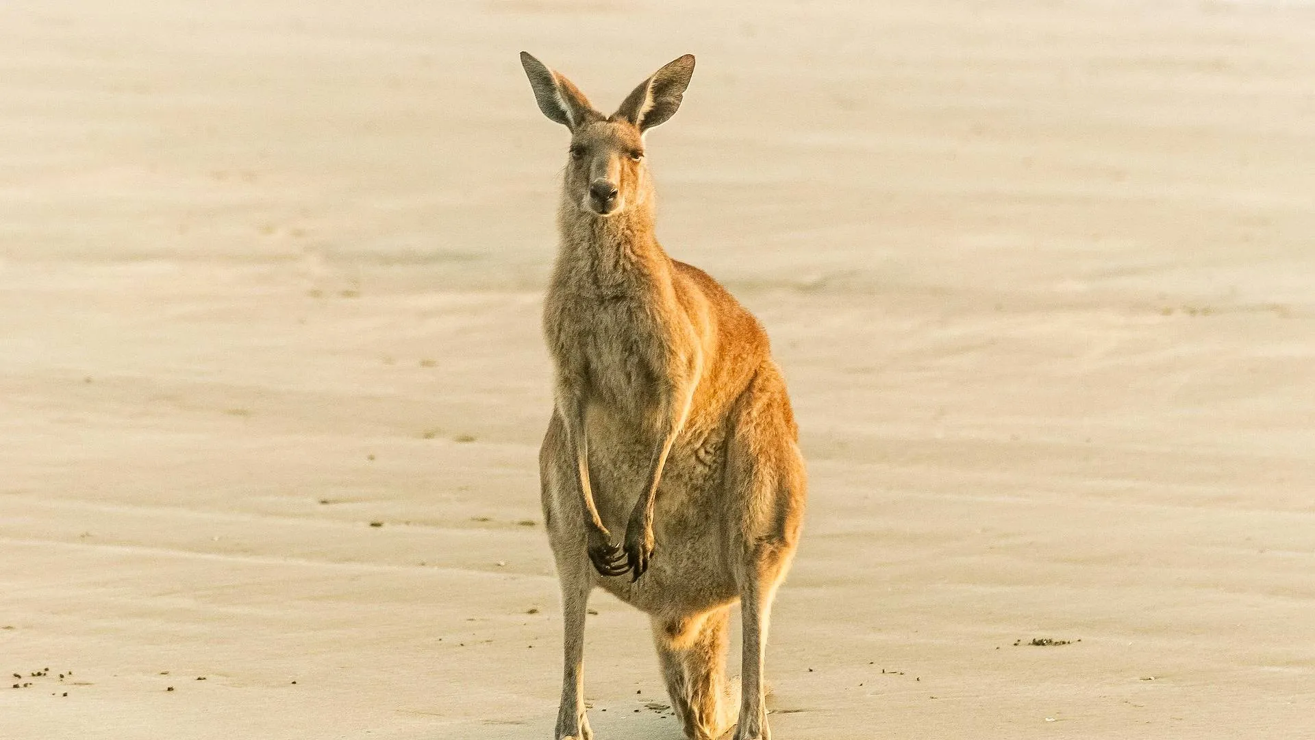 Live Cameras in Australia | EarthLive.TV