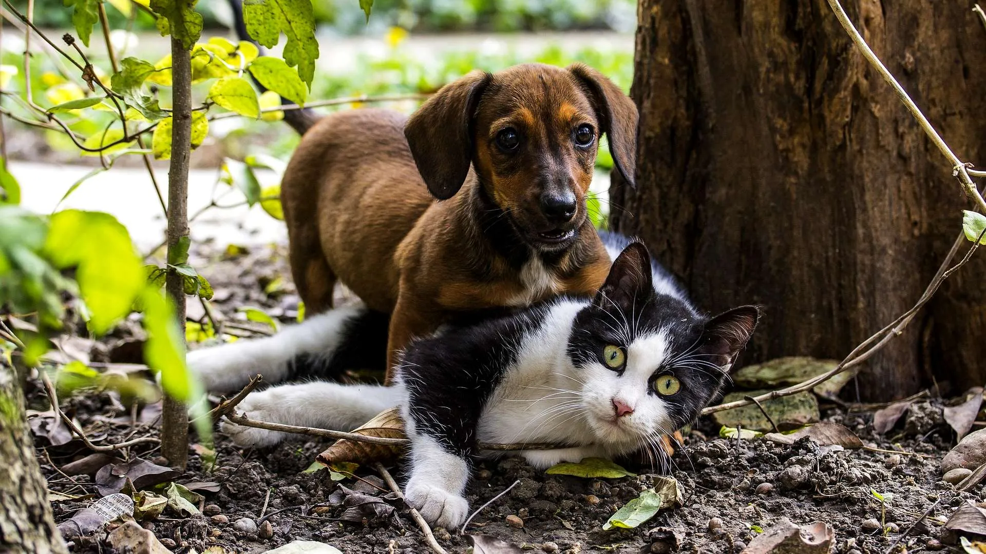 Live Animal Cameras Worldwide | EarthLive.TV