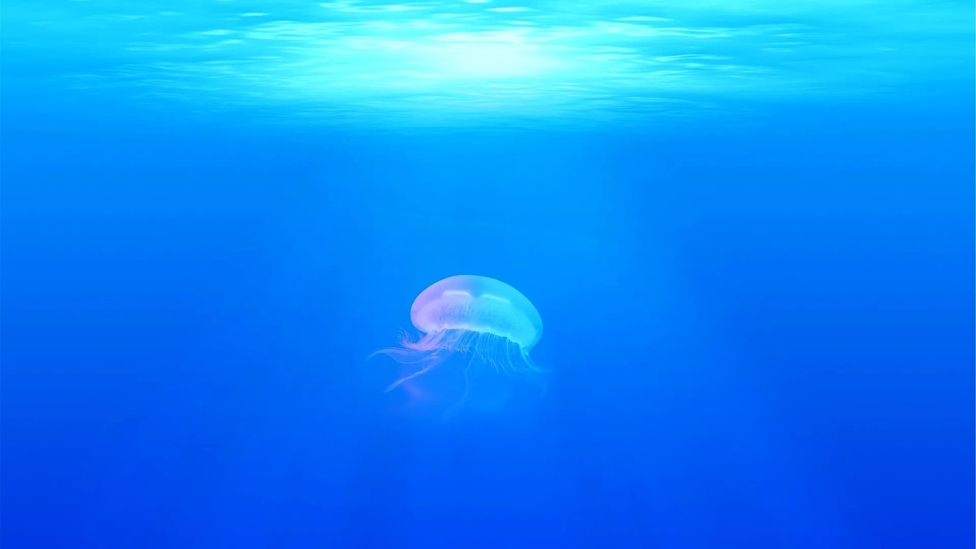 Live Ocean & Lake Cameras Worldwide | EarthLive.TV