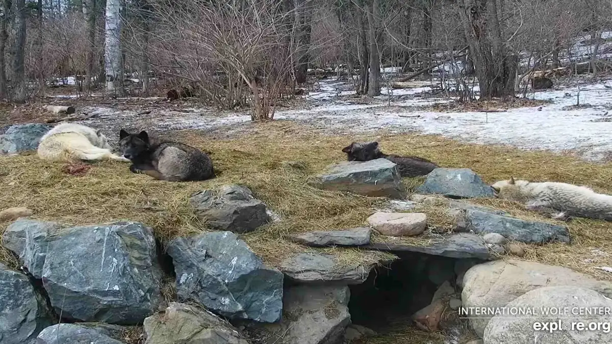 Wolf Center - Ely, Minnesota, USA