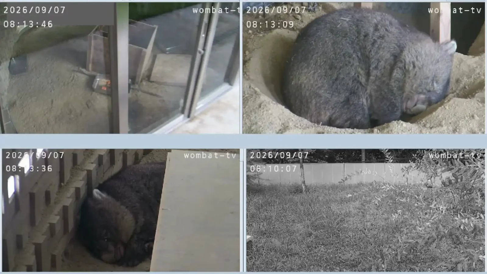 Wombats rest at Satsukiyama Zoo in Osaka, Japan, seen on Wombat TV’s cameras. Camera still: Satsukiyama Zoo / Wombat TV