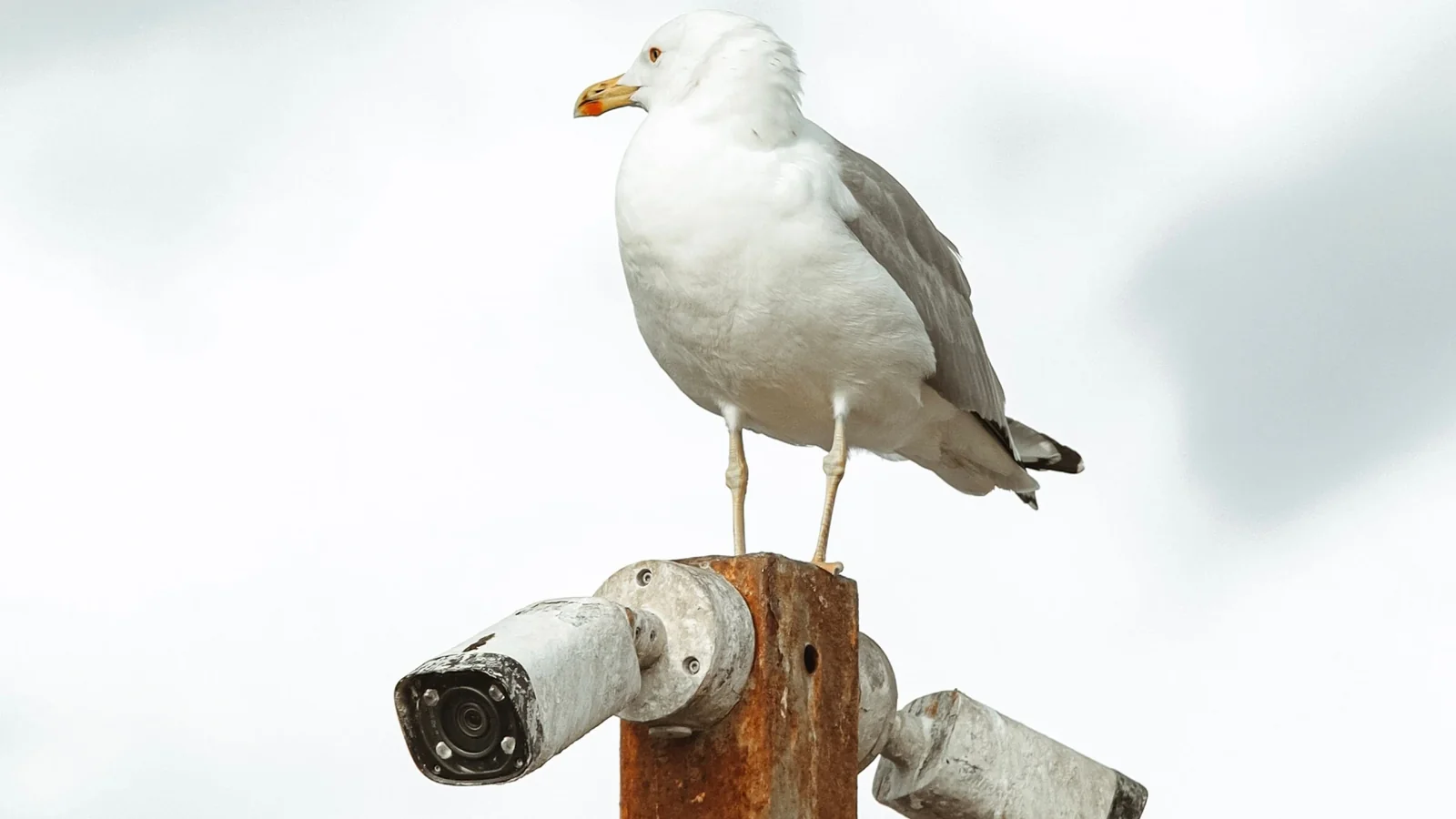 A gull perches on top of a pair of weathered cameras. Photo: Ali Ramazan Çiftçi / Pexels