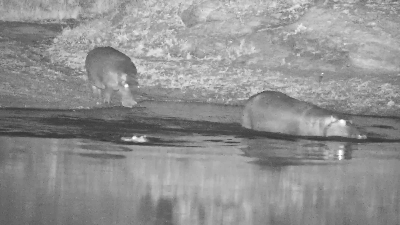 Hippos at Gowrie Dam after dark, on Djuma Cam's night vision Image: Djuma Cam