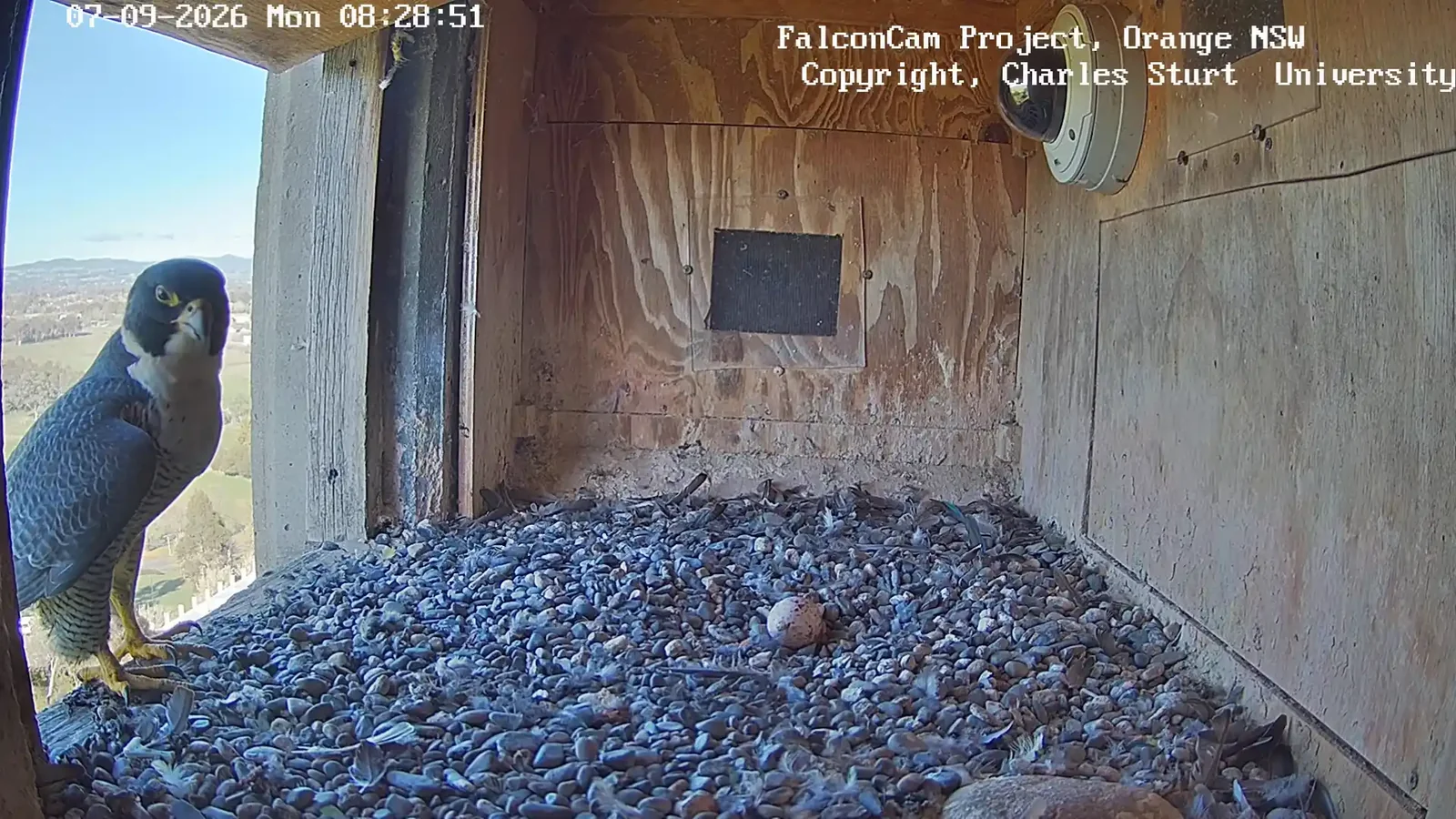 A peregrine falcon stands at the entrance to its nest box in Orange, New South Wales. Camera still: Charles Sturt University / FalconCam Project