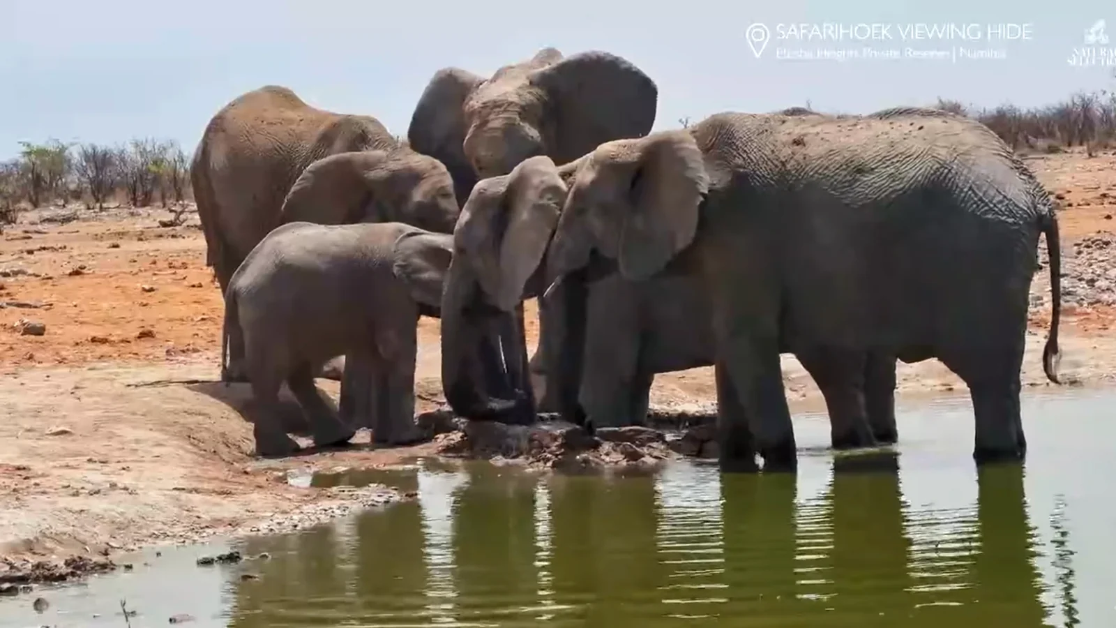 Elephants gather at the Safarihoek waterhole in Etosha Heights Private Reserve, Namibia. Camera still: Africam / Natural Selection