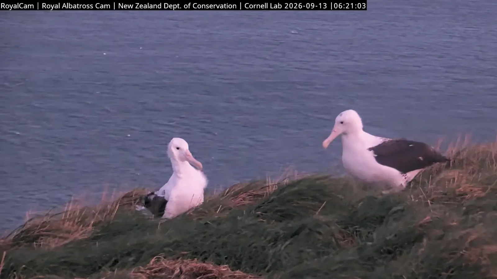 Northern royal albatrosses at Taiaroa Head, New Zealand, seen on Royal Cam. Camera still: Department of Conservation / Cornell Lab of Ornithology