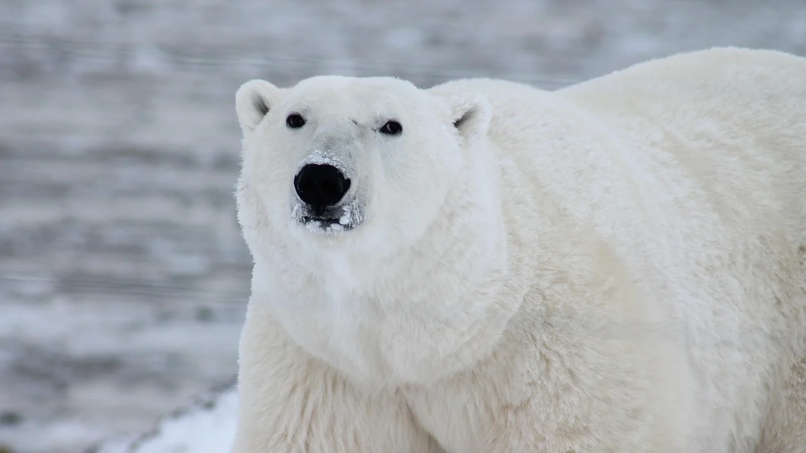 A polar bear looks towards the camera, snow dusting its muzzle. Photo: Pixabay