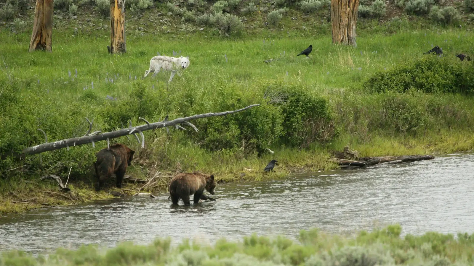 Grizzlies and a gray wolf near the Lamar River, Yellowstone. Photo: Jim Peaco / National Park Service&nbsp;&nbsp;