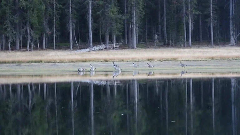 Canada geese at Buffalo Lake - company, but not jury material. Photo: scatman / BackcountryPost