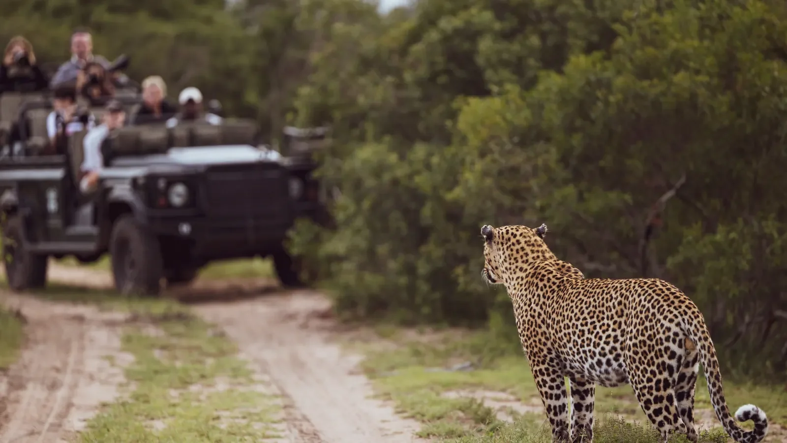 A leopard watches a game-drive vehicle pass Photo: Envato