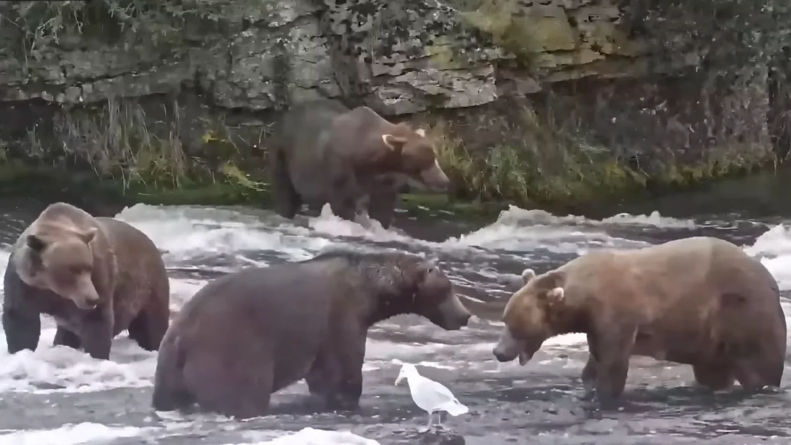 Brown bears gather in the rushing water at Brooks Falls, Katmai National Park, Alaska. Camera still: Explore.org / National Park Service