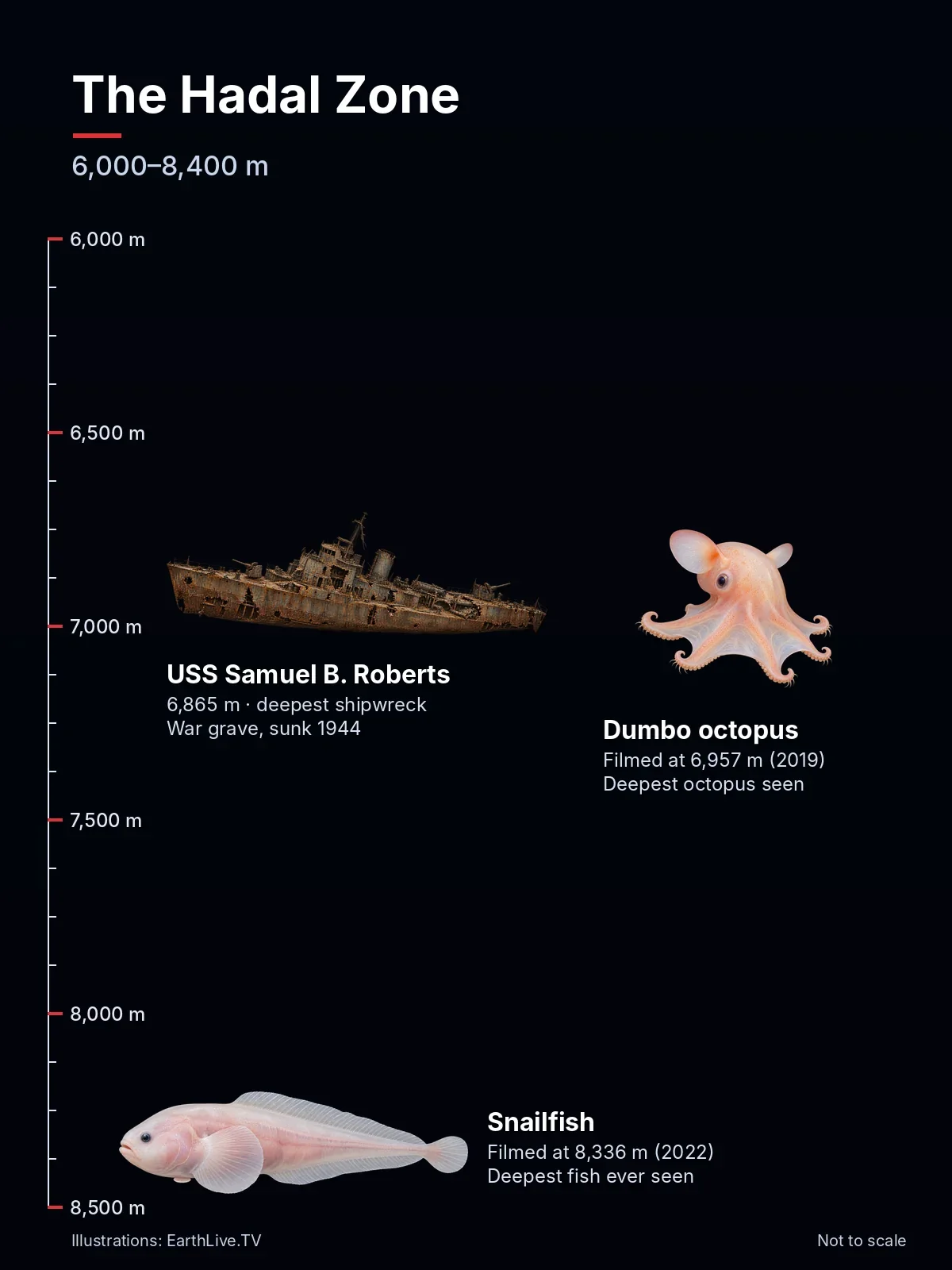 The USS Samuel B. Roberts wreck, a dumbo octopus and the snailfish, the deepest fish ever filmed, in the hadal zone. Illustration: EarthLive.TV