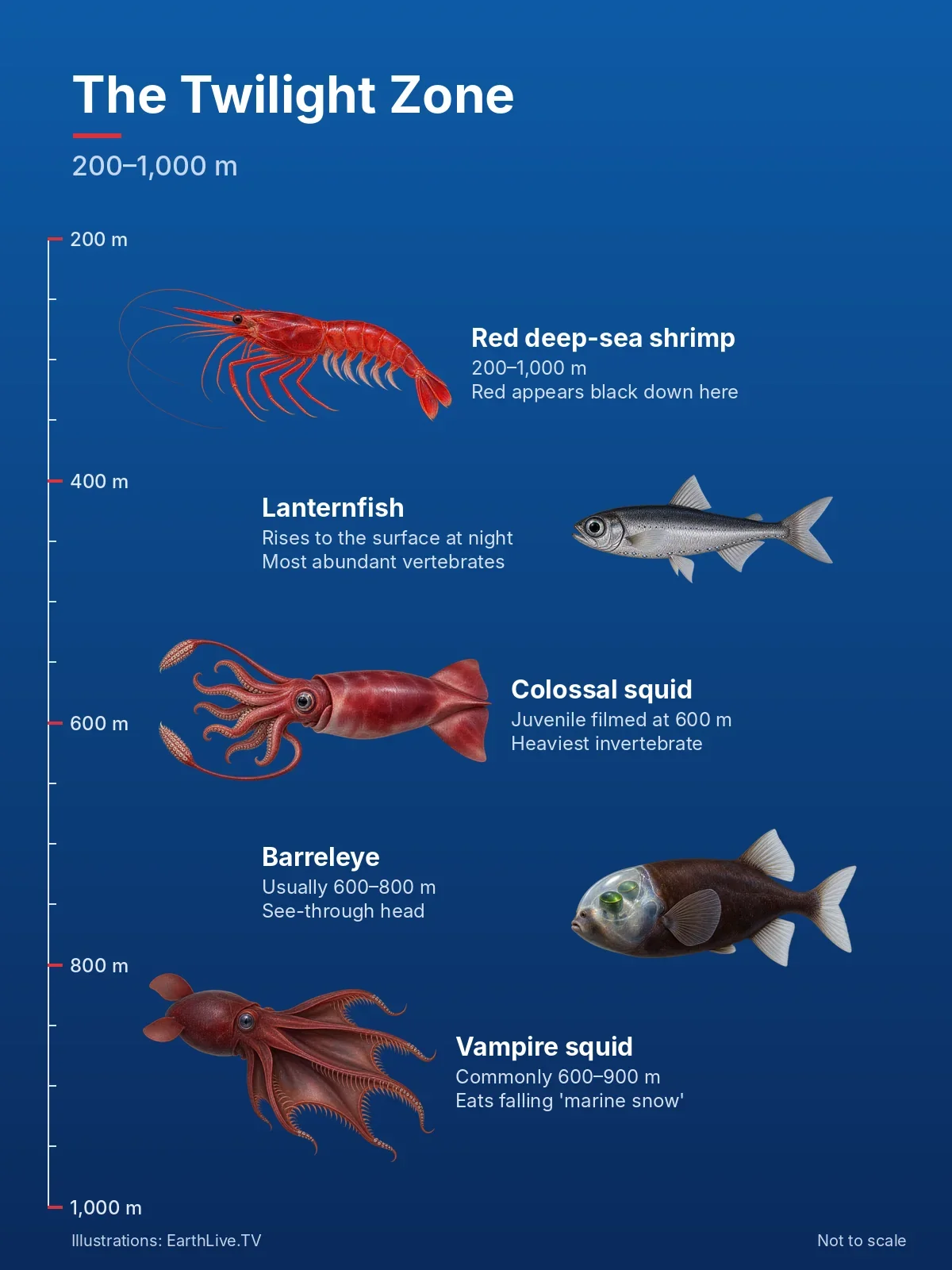Red deep-sea shrimp, lanternfish, the colossal squid, barreleye and vampire squid in the twilight zone. Illustration: EarthLive.TV