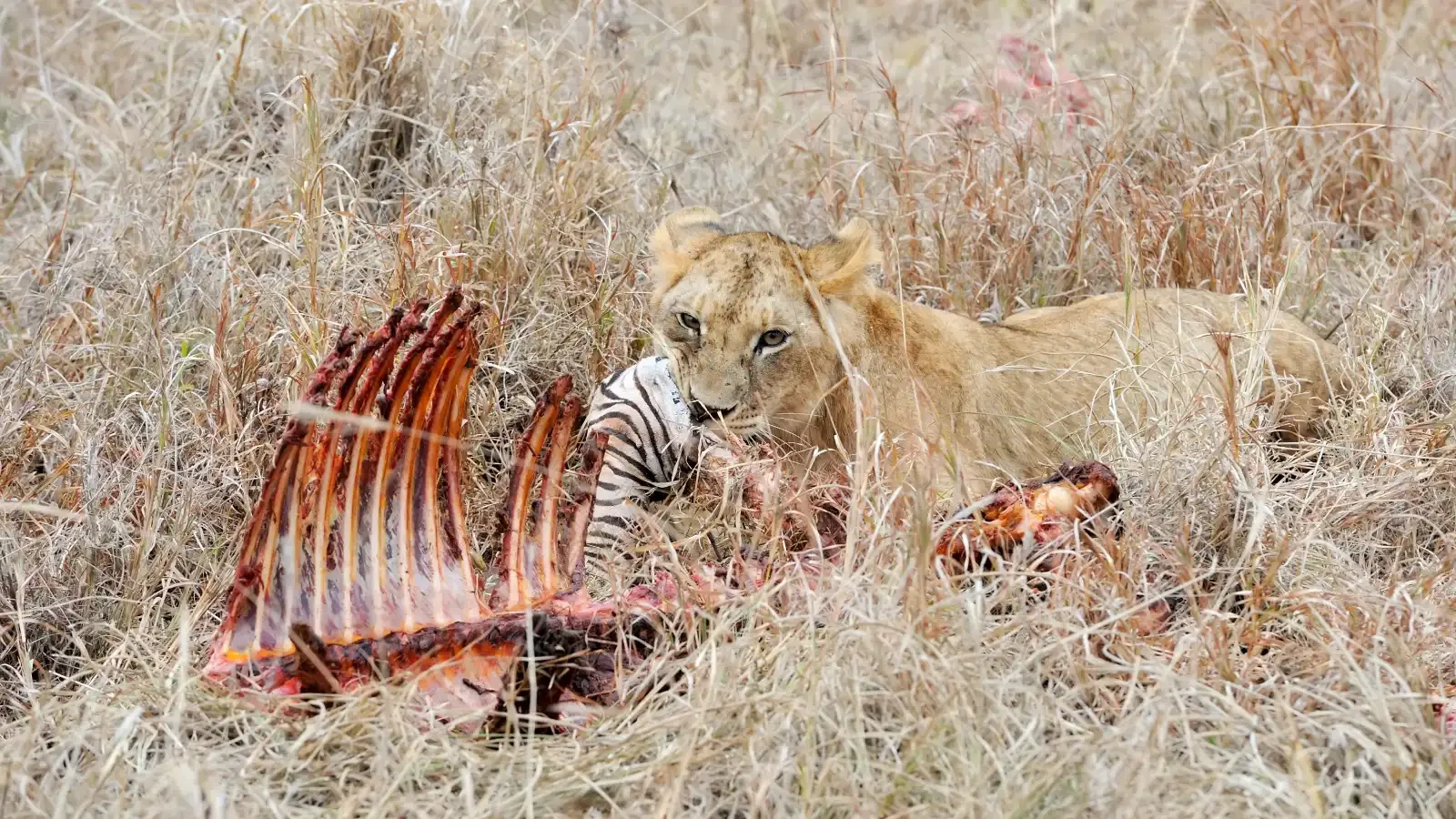 A young lion beside the remains of a zebra kill Photo: Envato