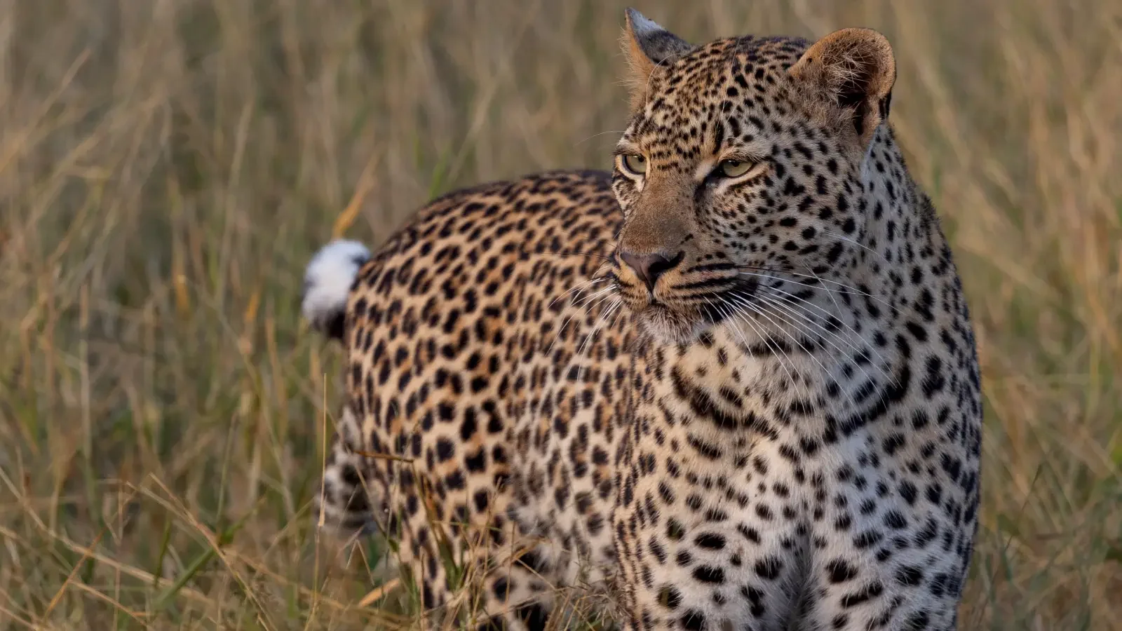 A leopard in the African bush Photo: Envato