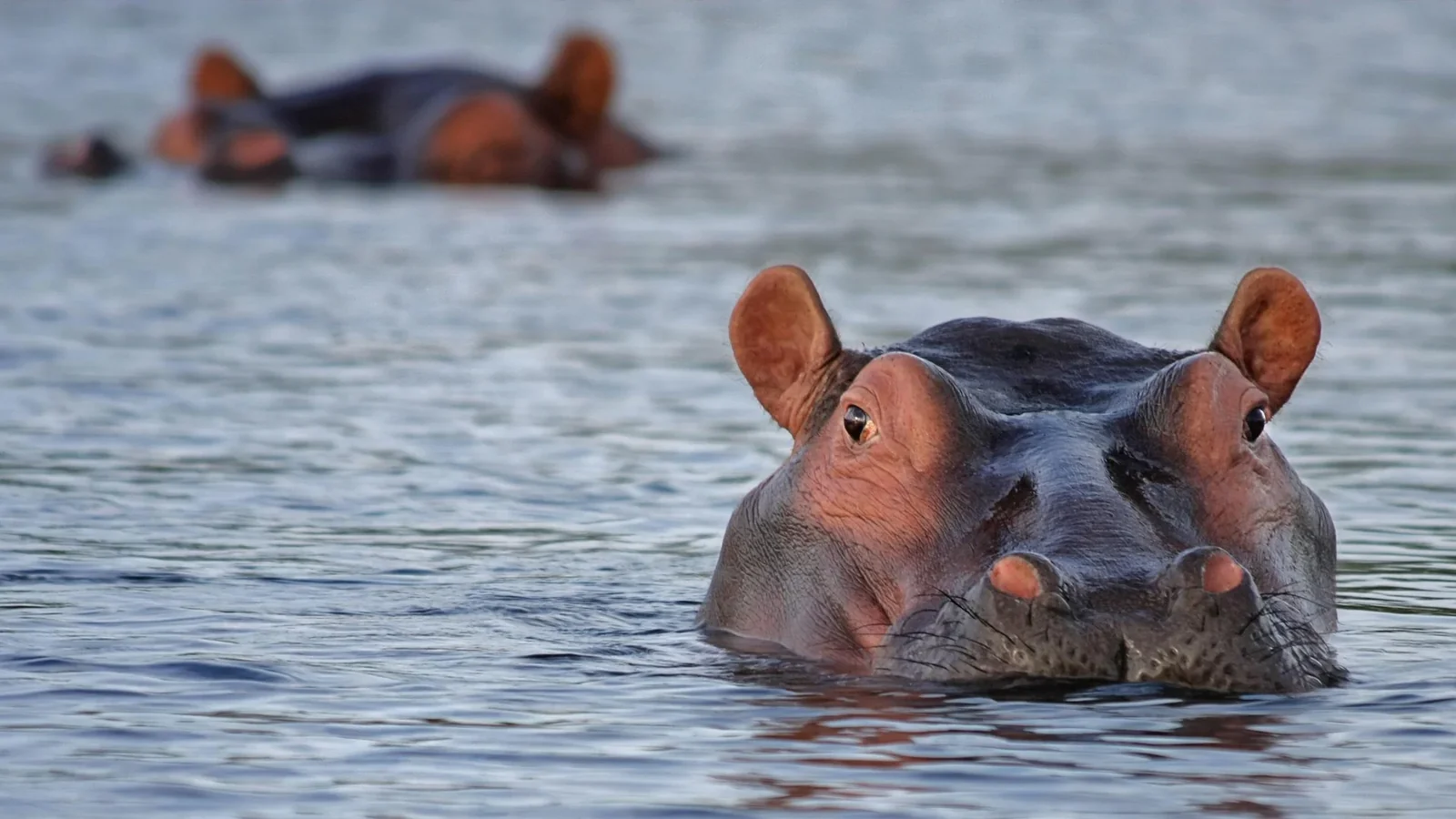 Two hippos peer above the water’s surface. Photo: designerpoint / Pixabay