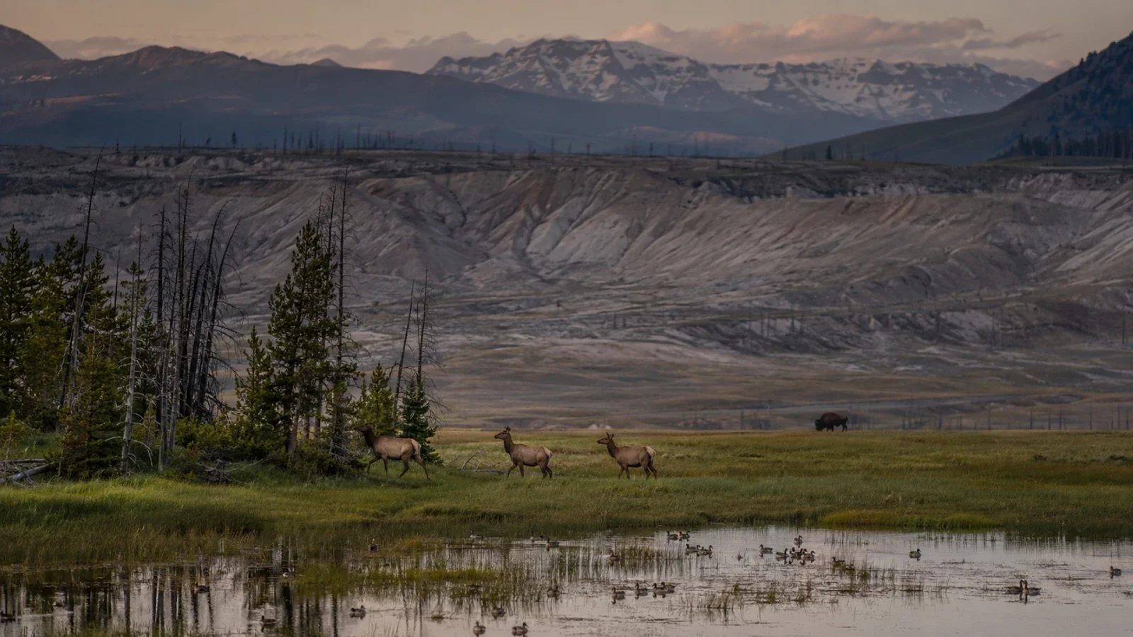 Illustration of elk and bison returning to an ash-scarred valley. Illustration: EarthLive.TV