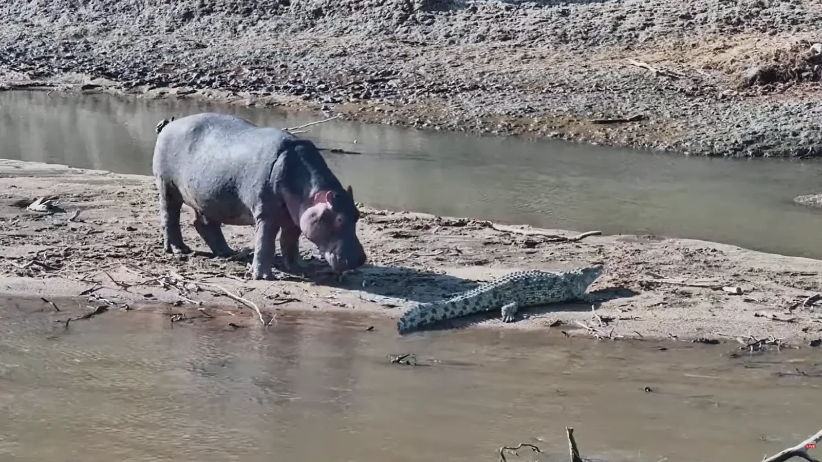 A hippo and crocodile share a sandy bank along Kenya’s Mara River. Camera still: Africam