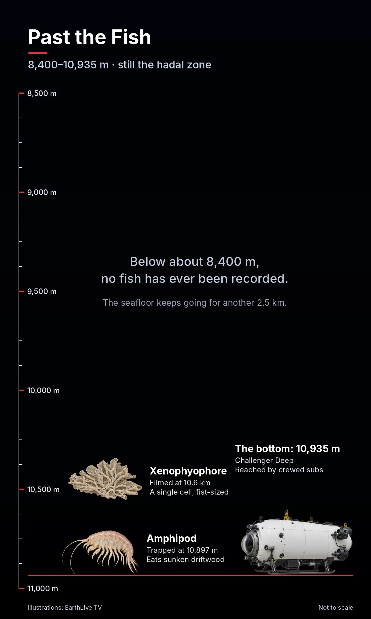 A xenophyophore, amphipods and a crewed submersible at the bottom of the Challenger Deep. Illustration: EarthLive.TV