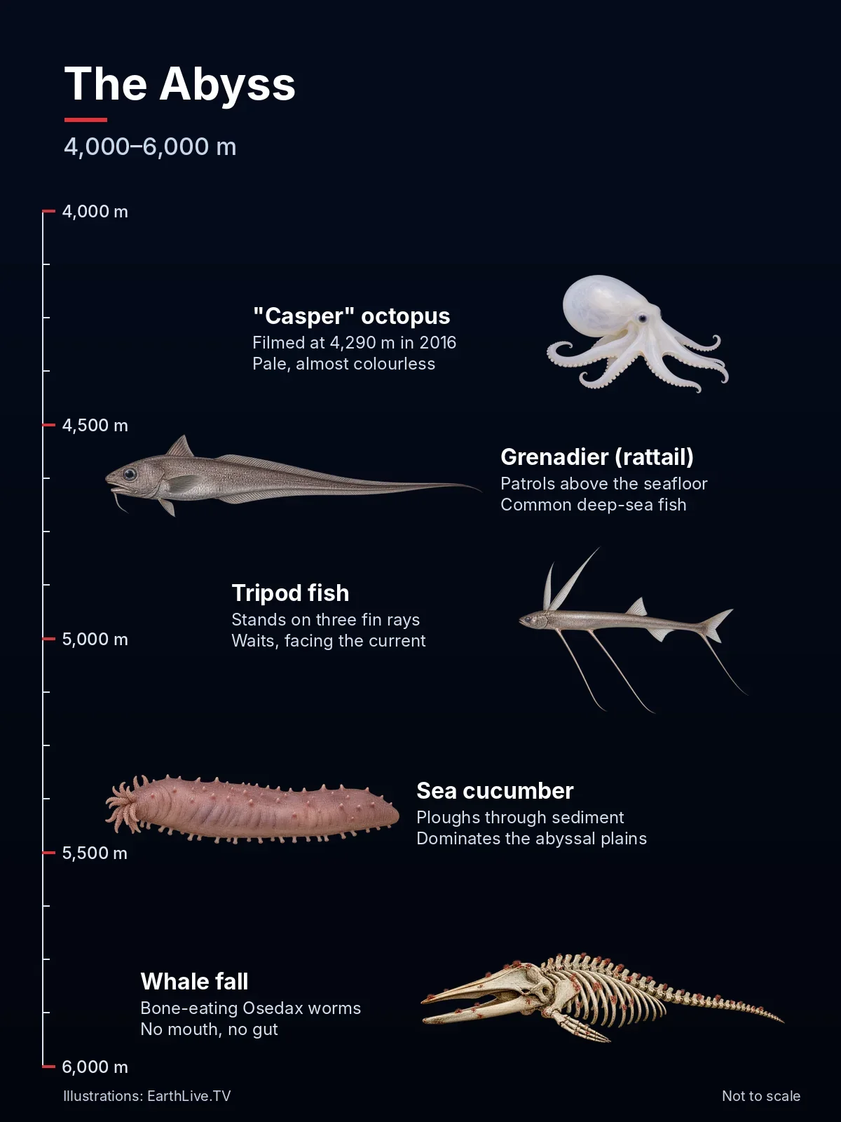 The “Casper” octopus, grenadier, tripod fish, sea cucumber and a whale fall in the abyss. Illustration: EarthLive.TV