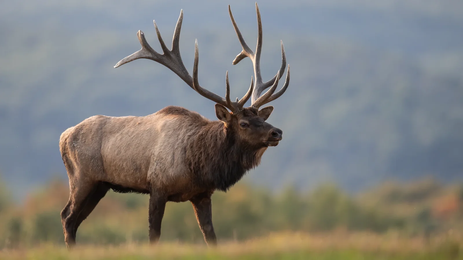 A bull elk - the same animal species at the center of the Belderrain case. Photo: Envato