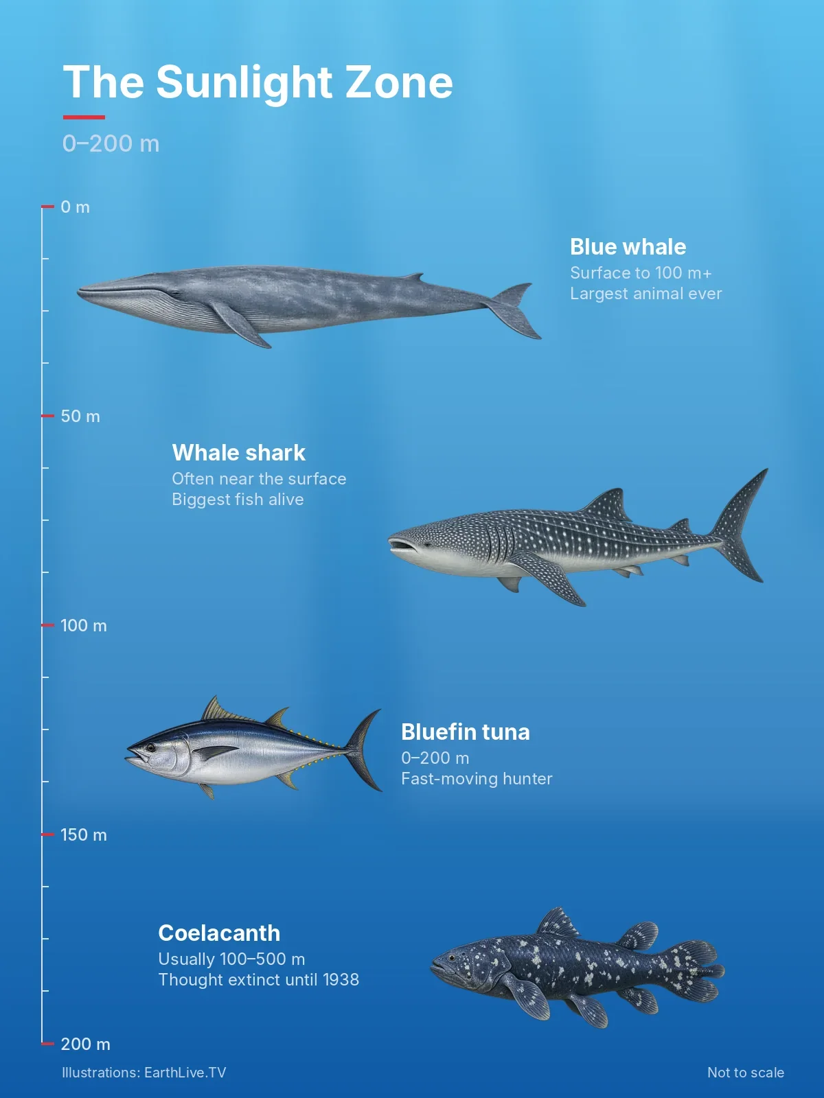 Blue whales, whale sharks, bluefin tuna and the coelacanth in the sunlight zone. Illustration: EarthLive.TV