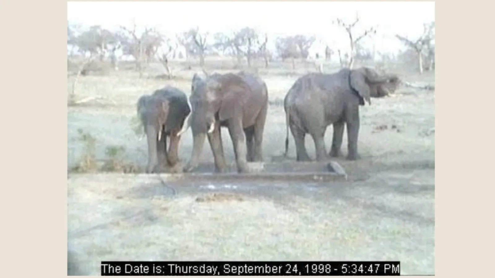 One of the earliest Djuma Cam frames, September 24, 1998 Image: Djuma