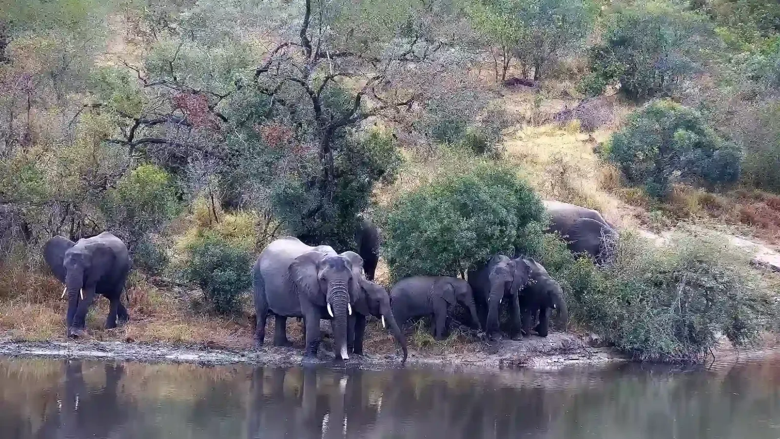 A herd of elephants drink at Gowrie Dam, seen on Djuma Cam Image: Djuma Cam