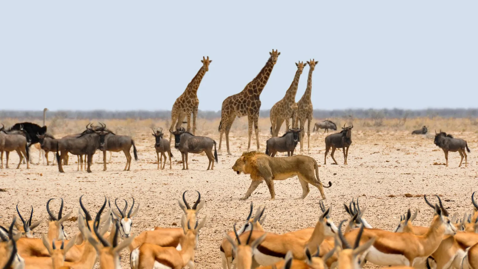 10 Best Countries for Live Wildlife Webcams