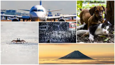 5 Most Watched Live Webcam Interests on EarthLive.TV