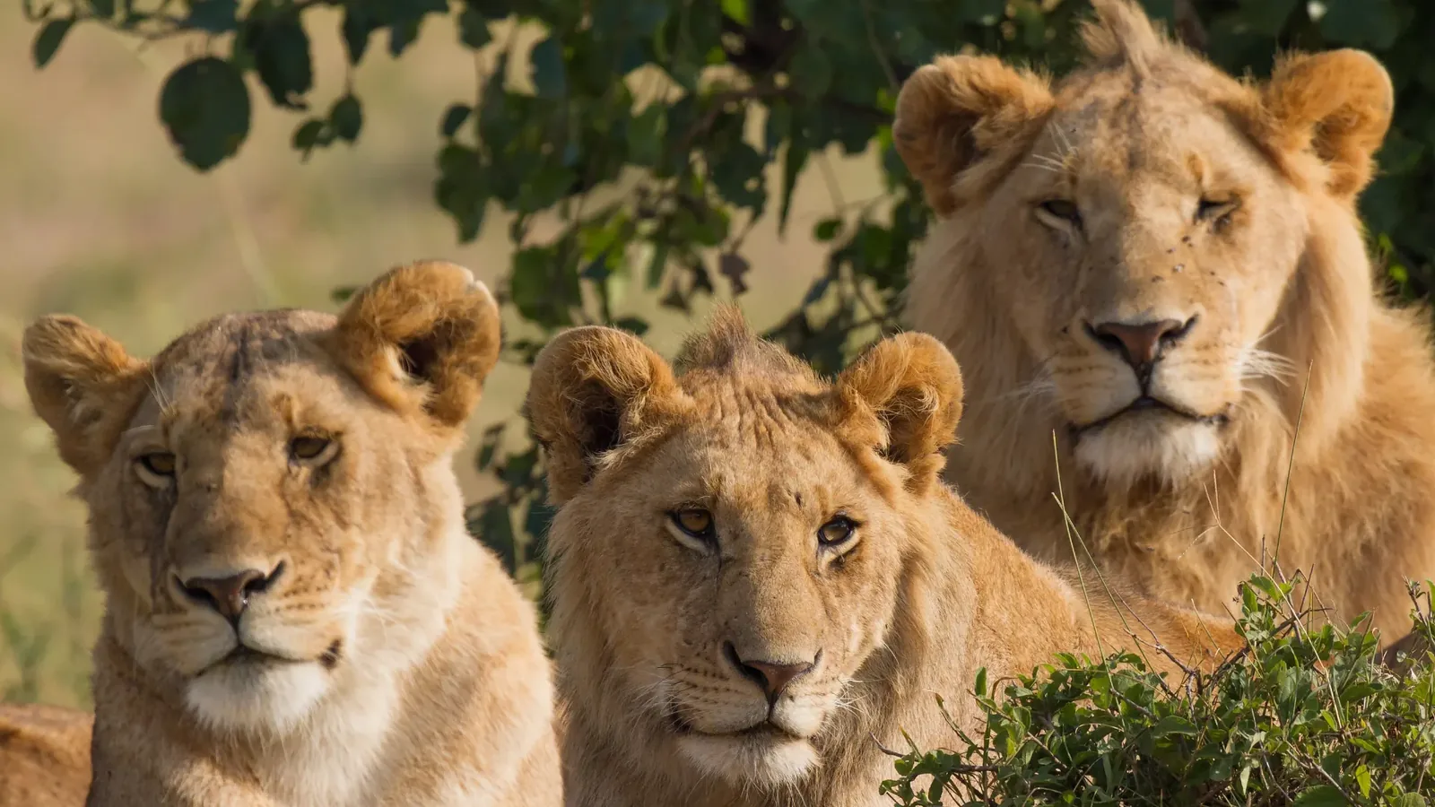 Sofa Safari: Watch Africa's Big Five Live