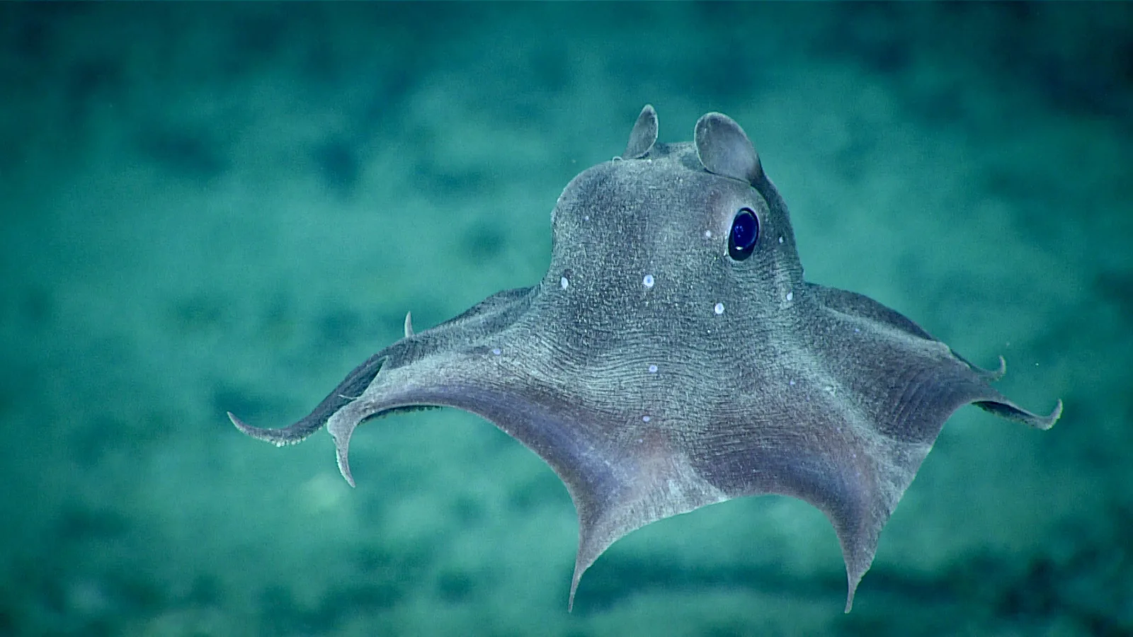 What Lives at Every Depth of the Ocean?