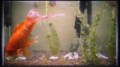 15 Weird, Wonderful & Bizarre Webcam Facts!