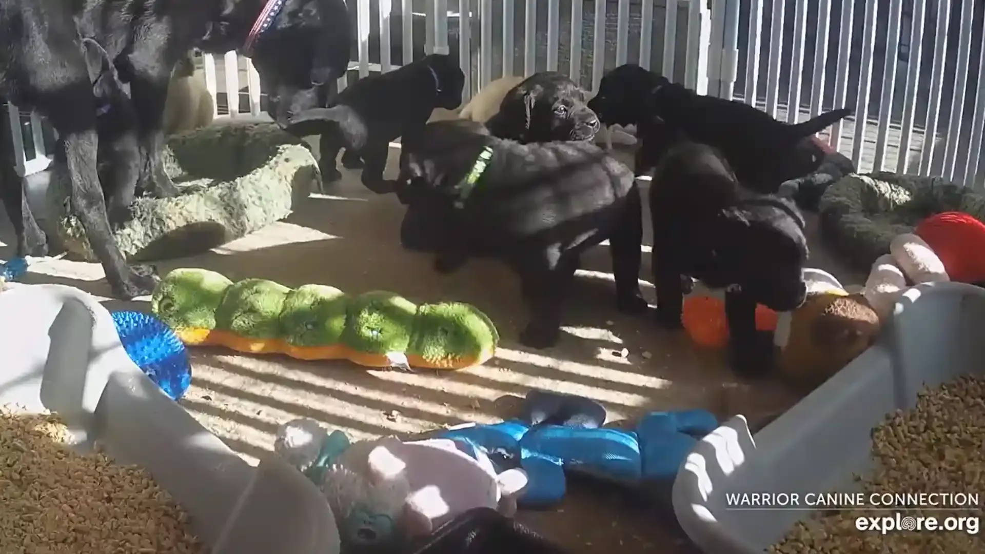 Warrior Canine Puppy Playroom - Maryland, USA (Cam 2)